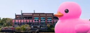 Giant pink Rubber Duck beside Brisbane Powerhouse on the river for Melt Festival